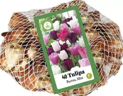 Tulipa Pastel Mix 40 tulpenbollen