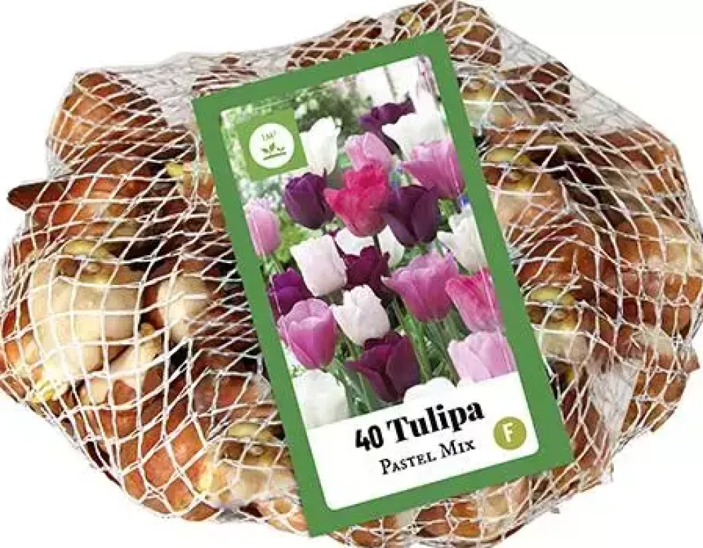 Tulipa Pastel Mix 40 tulpenbollen