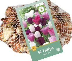 Tulipa Pastel Mix 40 tulpenbollen