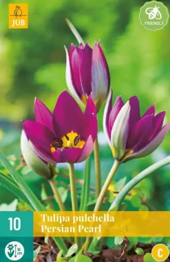 Tulipa pulch. Persian Pearl 10 tulpenbollen