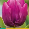 Tulipa Purple Prince 10 stuks