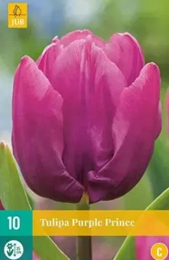 Tulipa Purple Prince 10 stuks