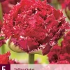 Tulipa qatar 5st