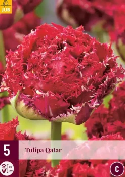 Tulipa qatar 5st
