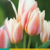 Tulipa Quebec 7 tulpenbollen