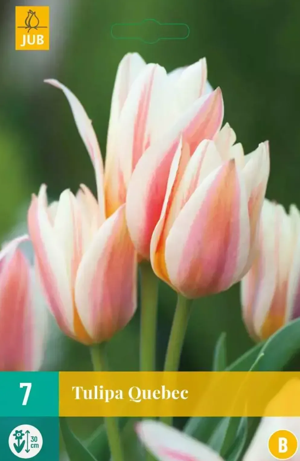 Tulipa Quebec 7 tulpenbollen