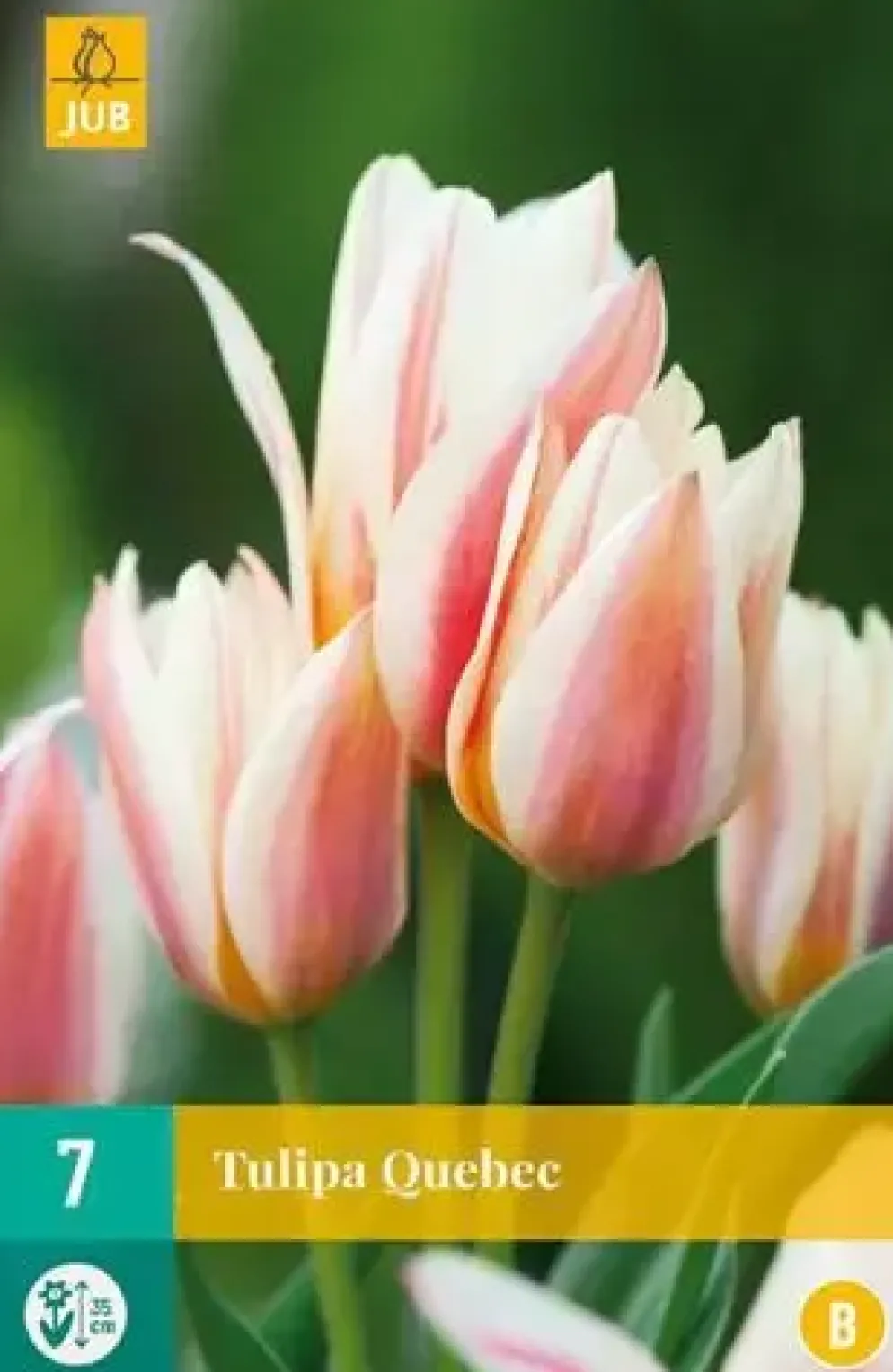 Tulipa Quebec 7 tulpenbollen