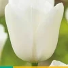 Tulipa Royal Virgin 7 stuks