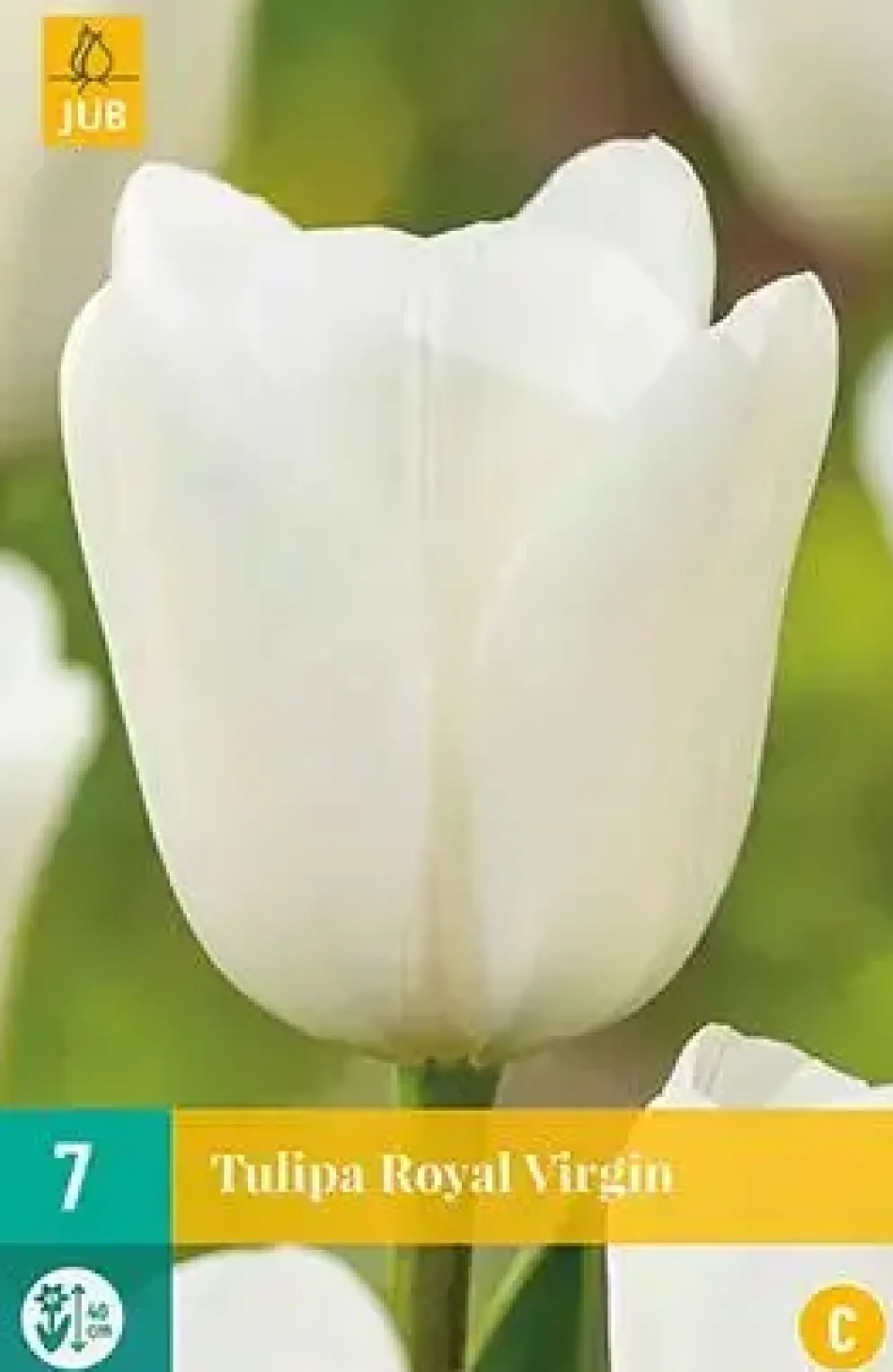 Tulipa Royal Virgin 7 stuks