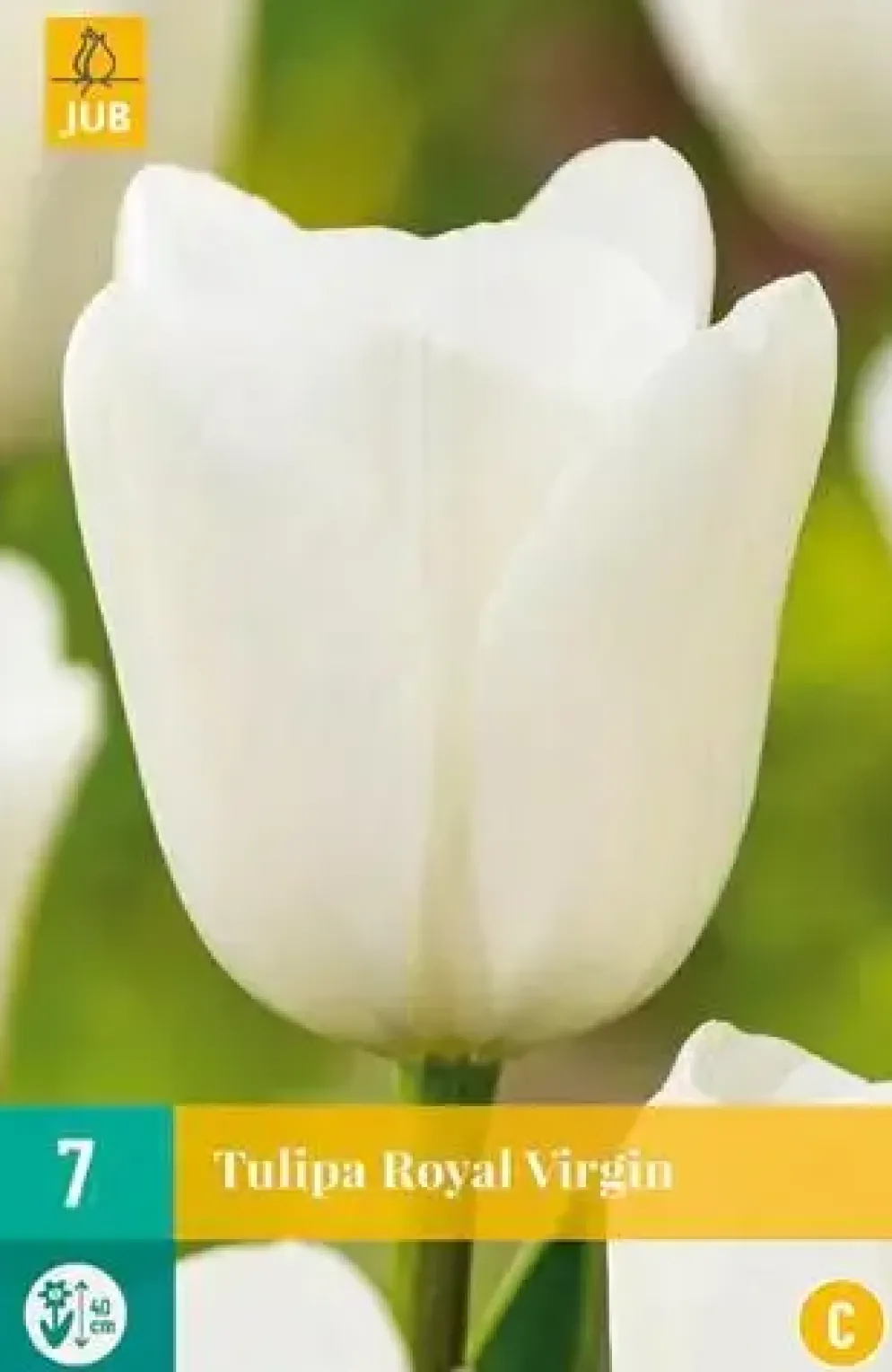 Tulipa Royal Virgin 7 stuks
