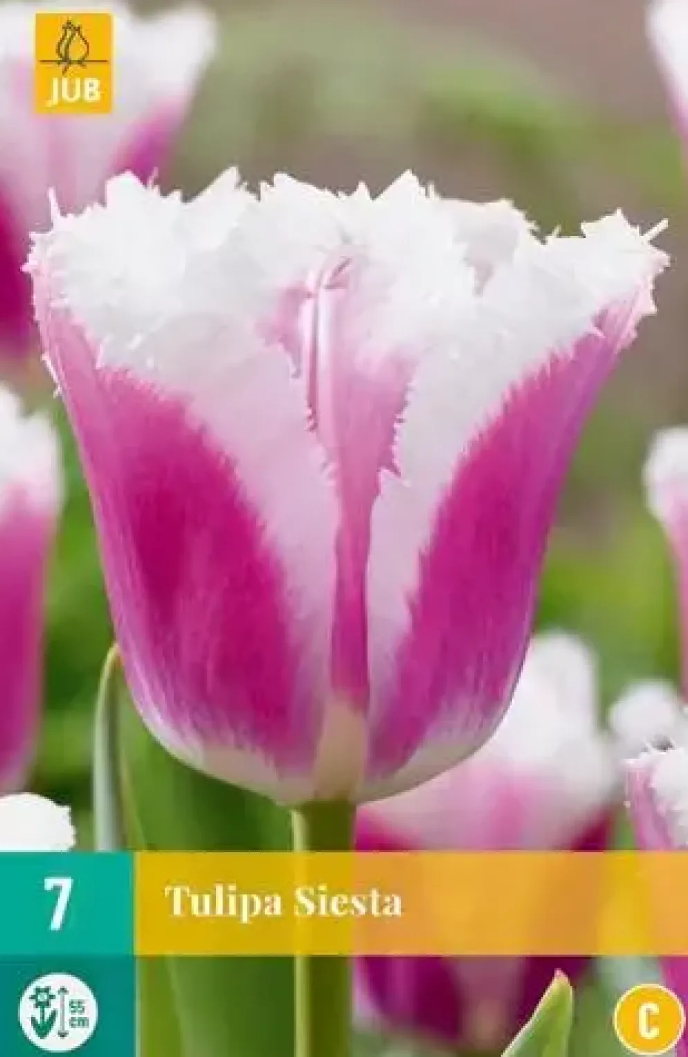 Tulipa Siesta 7 tulpenbollen