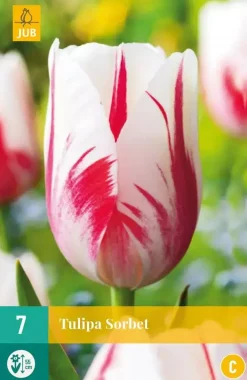 Tulipa Sorbet 7 tulpenbollen
