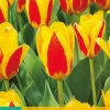 Tulipa Stresa 7 tulpenbollen