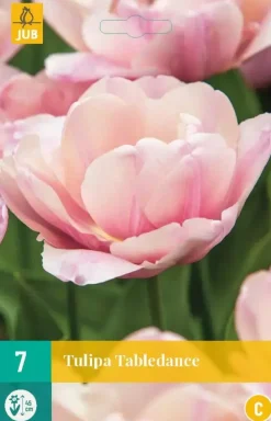 Tulipa tabledance 7 bloembollen