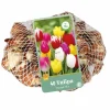 Tulipa Triumph mix 40 tulpenbollen