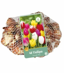 Tulipa Triumph mix 40 tulpenbollen