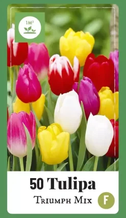 Tulipa Triumph mix 40 tulpenbollen