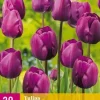 Tulipa triumph paars 20 bloembollen