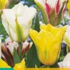 Tulipa viridiflora mix 7 bloembollen