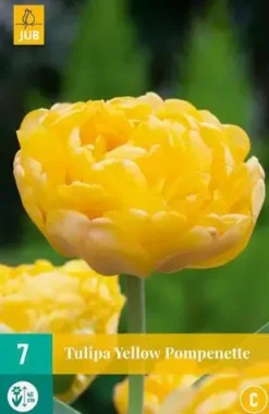 Tulipa Yellow Pompenette 7 tulpenbollen