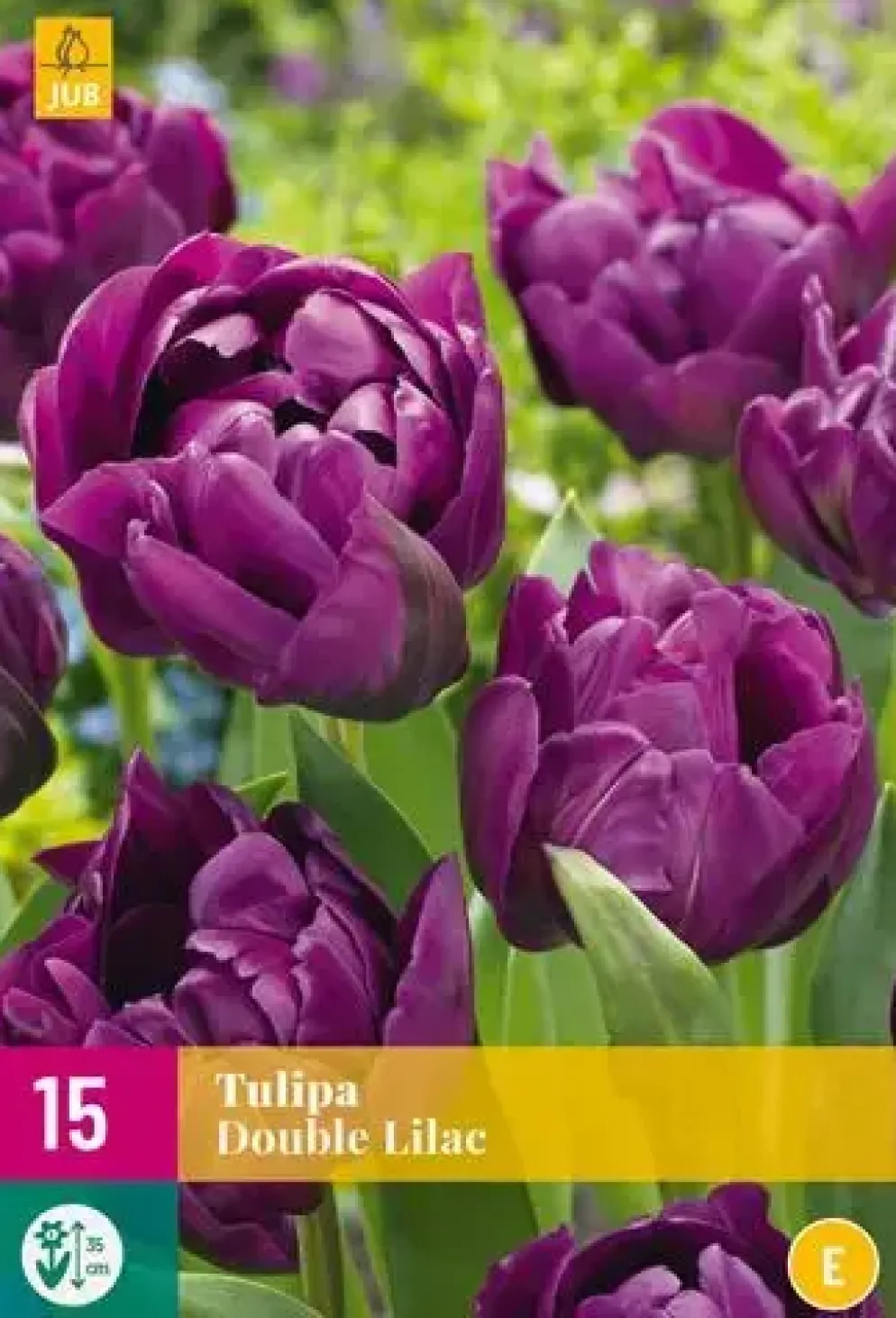 Tulpen double lilac 15st