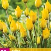 Tulpen sylvestris 20st