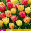 Tulpen Symbiose Mix 15 tulpenbollen