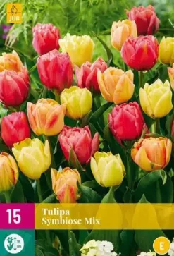 Tulpen Symbiose Mix 15 tulpenbollen