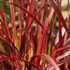 Uncinia rubra 'Everflame' (Uncinia 'Everflame')