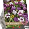Urban flowers - proud & purple 18 stuks