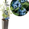 Vaccinium corymbosum 'Bluecrop' (Bosbes) fruitplant 60cm