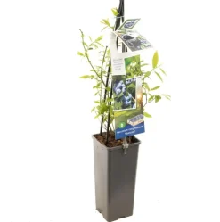 Vaccinium corymbosum 'Bluecrop' (Bosbes) fruitplant 60cm
