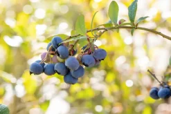 Vaccinium corymbosum 'Bluecrop' (Bosbes) fruitplant 60cm