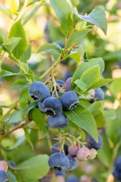 Vaccinium corymbosum 'Bluecrop' (Bosbes) fruitplant 60cm