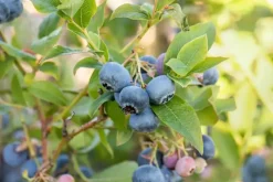 Vaccinium corymbosum 'Bluecrop' (Bosbes) fruitplant 60cm