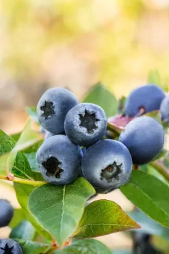 Vaccinium corymbosum 'Bluecrop' (Bosbes) fruitplant 60cm