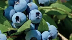 Vaccinium corymbosum 'Bluecrop' (Bosbes) fruitplant 60cm