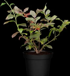 Vaccinium corymbosum 'Bluecrop' (Bosbes) fruitplant 60cm