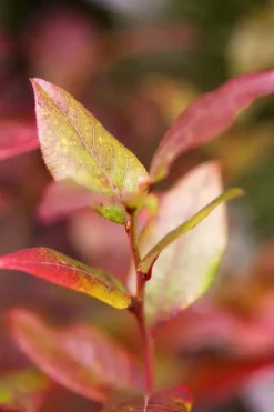 Vaccinium corymbosum 'Bluecrop' (Bosbes) fruitplant 60cm
