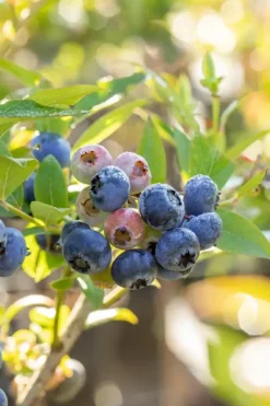 Vaccinium corymbosum 'Bluecrop' (Bosbes) fruitplant 60cm