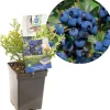 Vaccinium corymbosum 'Hortblue Petite' (Bosbes) fruitplant 60cm