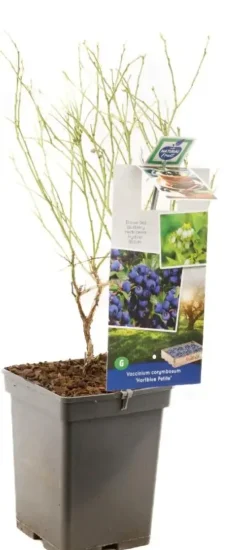 Vaccinium corymbosum 'Hortblue Petite' (Bosbes) fruitplant 60cm