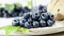 Vaccinium corymbosum 'Hortblue Petite' (Bosbes) fruitplant 60cm