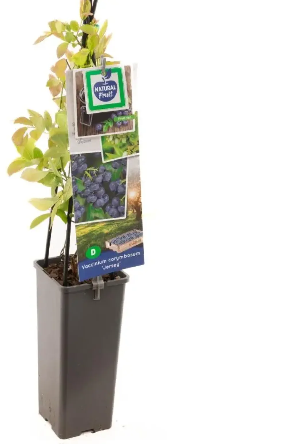 Vaccinium corymbosum 'Jersey' (Bosbes) fruitplant 60cm