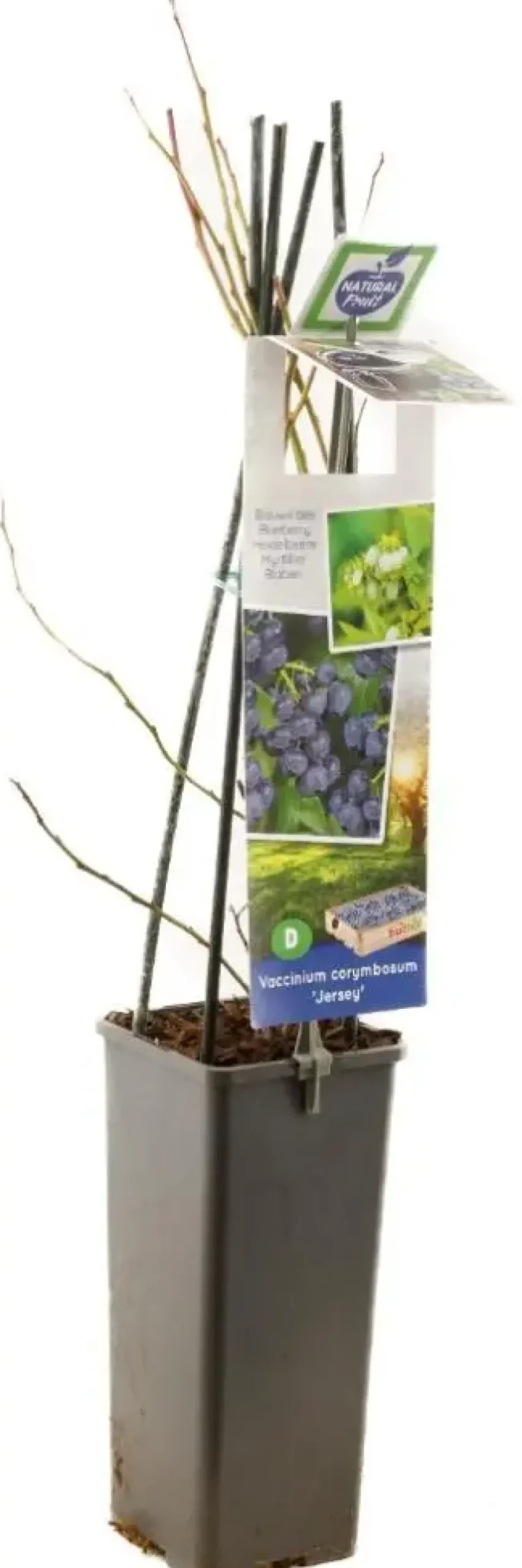 Vaccinium corymbosum 'Jersey' (Bosbes) fruitplant 60cm