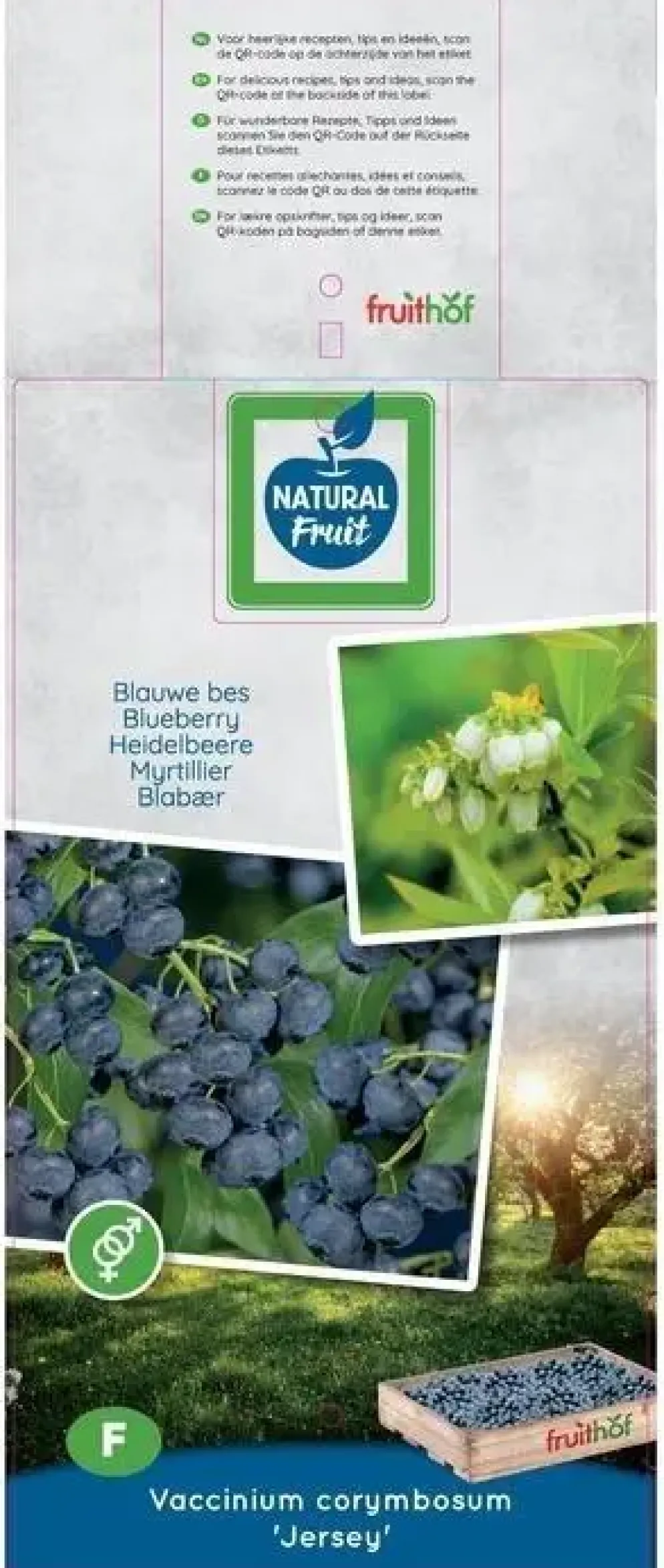 Vaccinium corymbosum 'Jersey' (Bosbes) fruitplant 60cm
