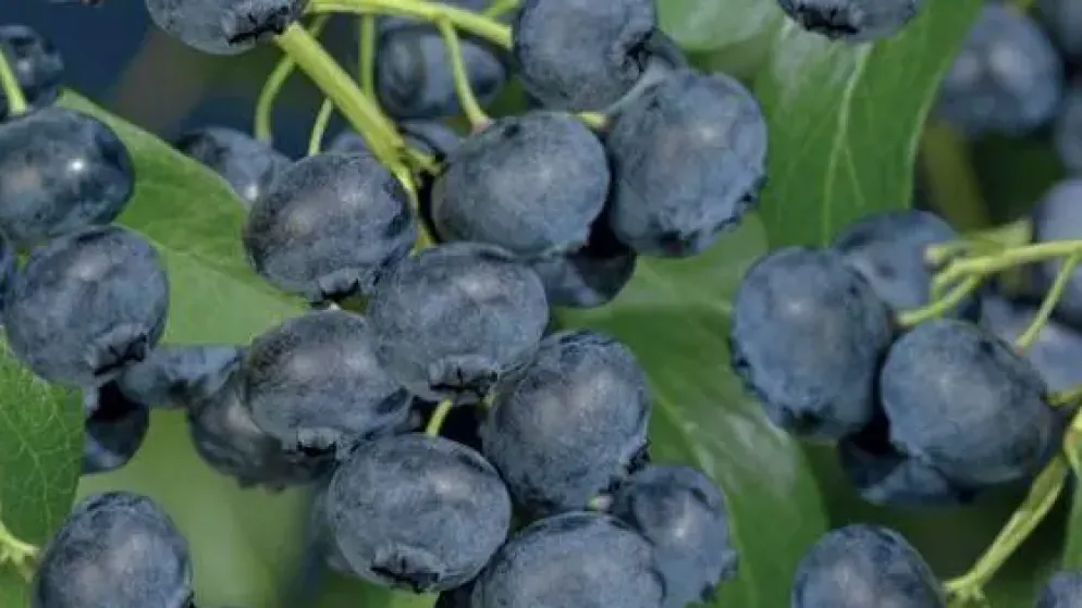 Vaccinium corymbosum 'Jersey' (Bosbes) fruitplant 60cm