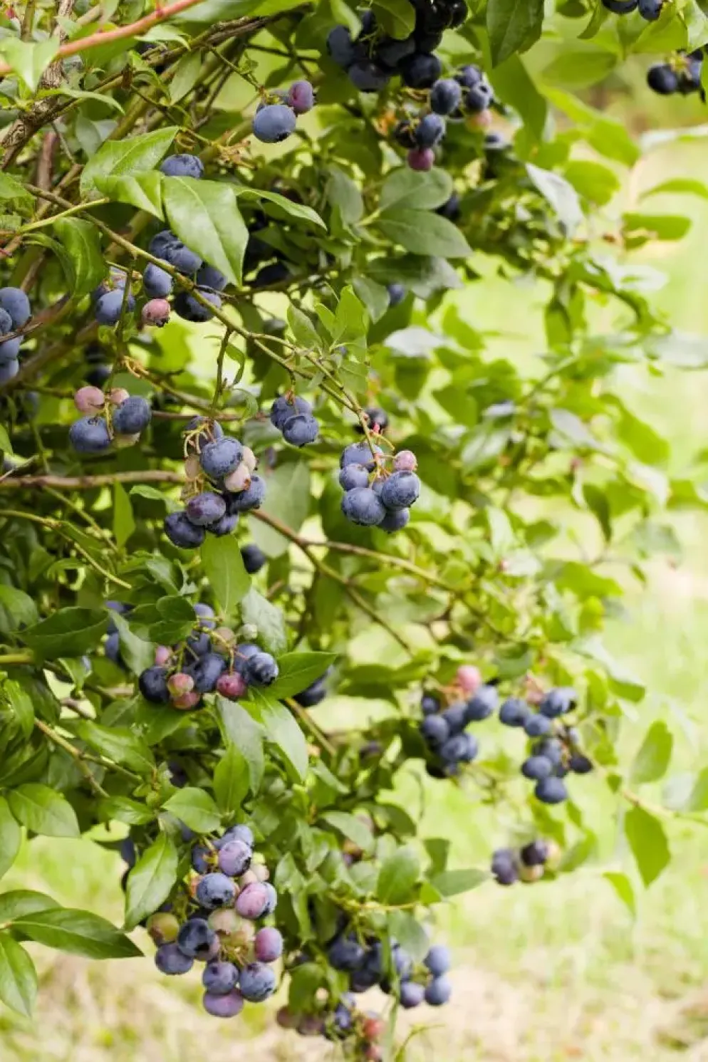 Vaccinium corymbosum 'Jersey' (Bosbes) fruitplant 60cm