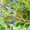 Vaccinium corymbosum 'Sunshine Blue' (Bosbes) fruitplant 50cm