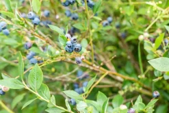 Vaccinium corymbosum 'Sunshine Blue' (Bosbes) fruitplant 50cm